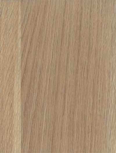 Дуб медовый